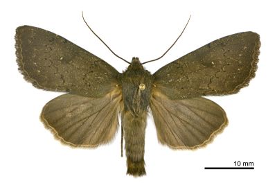 蓬萊鐵色夜蛾 Himachalia formosana 雄蟲
