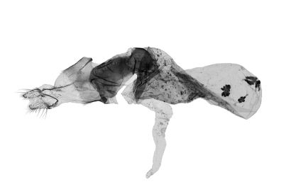 慈恩筱夜蛾 Hoplodrina cienensis 雌蟲