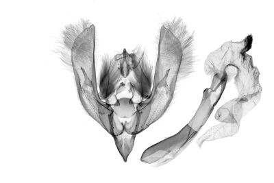 慈恩筱夜蛾 Hoplodrina cienensis