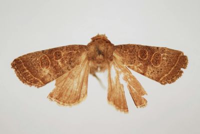 斑筱夜蛾 Hoplodrina implacata