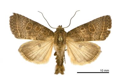 斑筱夜蛾 Hoplodrina implacata