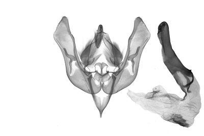 斑筱夜蛾 Hoplodrina implacata
