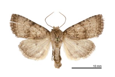 隱紋筱夜蛾 Hoplodrina obscura 雄蟲