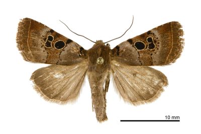 足印筱夜蛾 Hoplodrina persequora 雌蟲