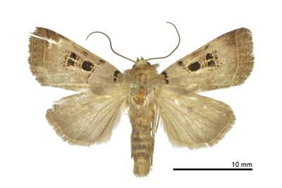 足印筱夜蛾 Hoplodrina persequora 雄蟲