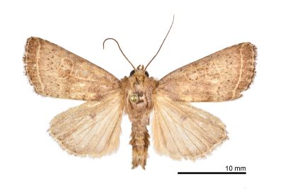 Hoplodrina cien 雄蟲