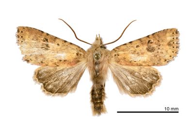 張氏玻夜蛾 Hyalobole changae changae 雄蟲