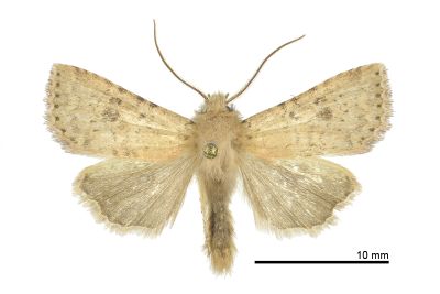 臺灣玻夜蛾 Hyalobole taiwanensis 雄蟲