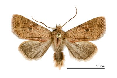 臺灣玻夜蛾 Hyalobole taiwanensis 雄蟲