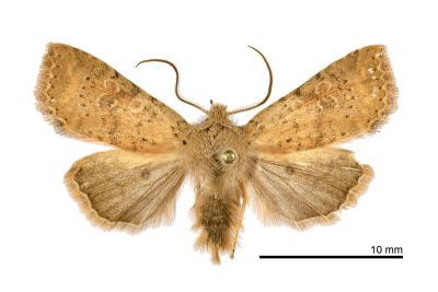 臺灣玻夜蛾 Hyalobole taiwanensis 雄蟲