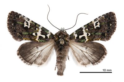 白紋駁夜蛾 Karana gemmifera 雌蟲