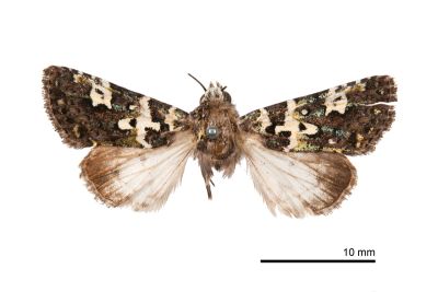 白紋駁夜蛾 Karana gemmifera hanrongtzuooi