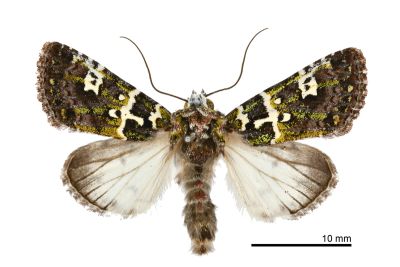 白紋駁夜蛾 Karana gemmifera 雄蟲