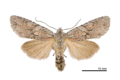三型石夜蛾 Lithophane trimorpha 雌蟲