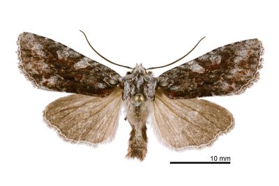 三型石夜蛾 Lithophane trimorpha 雄蟲