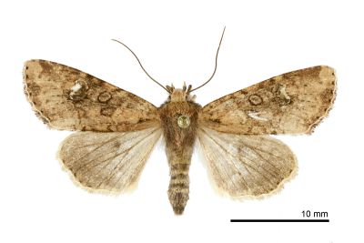白暈耳秀夜蛾 Loscopia scotoptera insularis 雄蟲