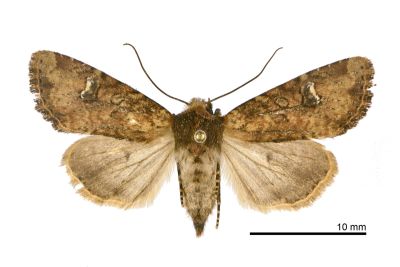 茶褐白耳秀夜蛾 Loxopamea rufus 雌蟲