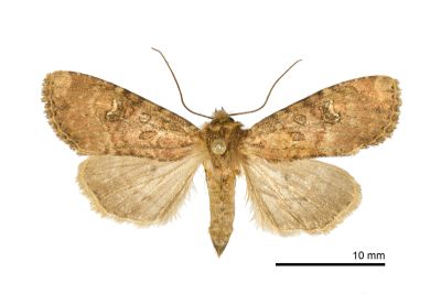 茶褐白耳秀夜蛾 Loxopamea rufus 雌蟲