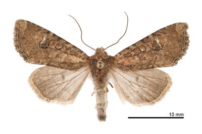 茶褐白耳秀夜蛾 Loxopamea rufus 雄蟲