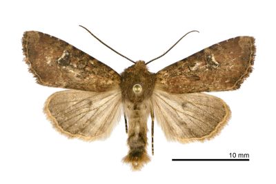 茶褐白耳秀夜蛾 Loxopamea rufus 雄蟲