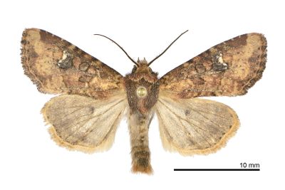 茶褐白耳秀夜蛾 Loxopamea rufus 雄蟲