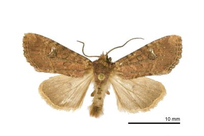 茶褐白耳秀夜蛾 Loxopamea rufus 雄蟲