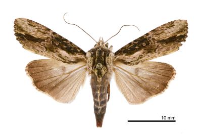 間紋幻夜蛾 Magusa interrupta 雄蟲