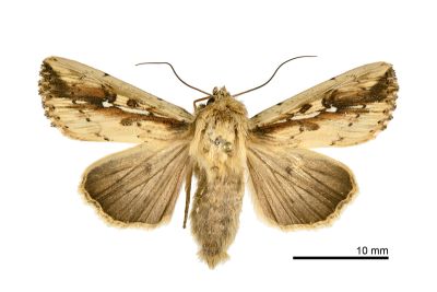 波秘夜蛾 Mythimna sinuosa 雄蟲