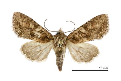 長喙秋夜蛾 Nyctyciomorpha plagiogramma 雌蟲