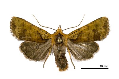 橘長喙夜蛾 Rhynchaglaea leuteomixta 雌蟲