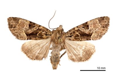 張氏秀夜蛾 Apamea changi 雌蟲