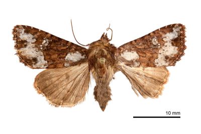 何氏秀夜蛾 Apamea herczigi 雌蟲