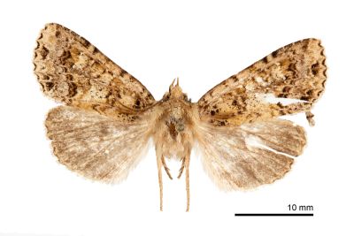 碧璽夜蛾 Aplexiphleps smaragdistis 雄蟲