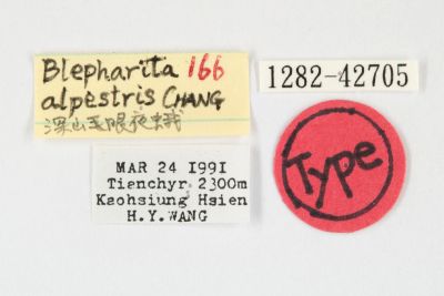 深山毛眼夜蛾 Blepharita alpestris 雌蟲