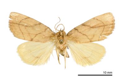 線紋兜夜蛾 Cosmia limacodina 雄蟲