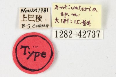黑法夜蛾 Fabiania pulla 雄蟲