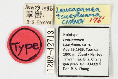 翠巒雲紋夜蛾 Leucapamea tsueyluana 雌蟲