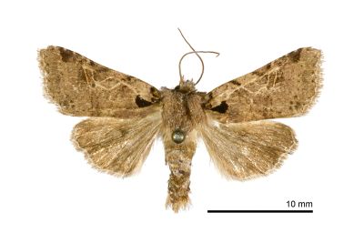 太魯閣中長喙夜蛾 Mesorhynchaglaea tarokoensis 雄蟲