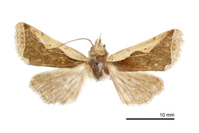 分明長喙夜蛾 Rhynchaglaea hemixantha hemixantha 雄蟲