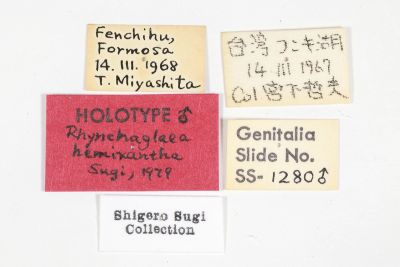 分明長喙夜蛾 Rhynchaglaea hemixantha hemixantha