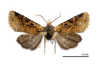 隱長喙夜蛾 Rhynchaglaea labiscitula 雄蟲