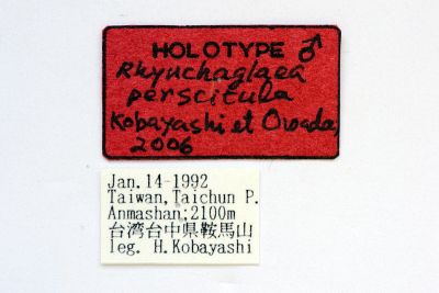 枯紋長喙夜蛾 Rhynchaglaea perscitula