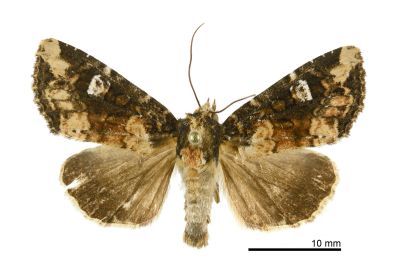 Anapamea sp. nov. 雌蟲
