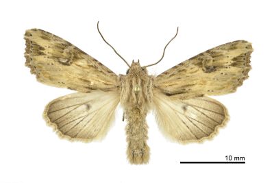 木理狸夜蛾 Nepalopolia contaminata 雄蟲