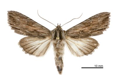 黯奧夜蛾 Auchmis inextricata 雄蟲