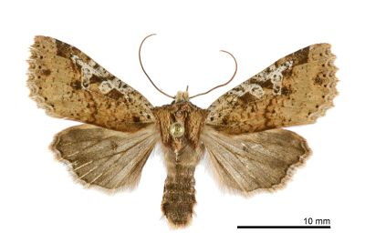 枯紋長喙夜蛾 Rhynchaglaea perscitula 雄蟲