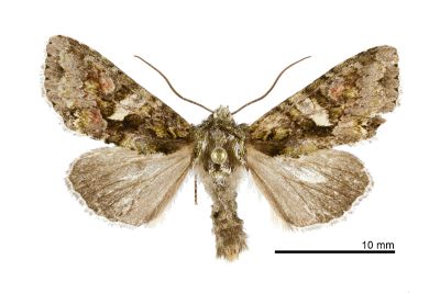 寶島卓夜蛾 Dryobotodes formosanus 雄蟲