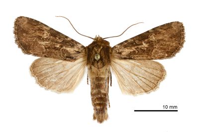連氏秀夜蛾 Apamea lieni 雄蟲