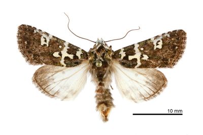 白紋駁夜蛾 Karana gemmifera 雄蟲