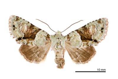 粉色烏夜蛾 Nyctycia adnivis 雌蟲